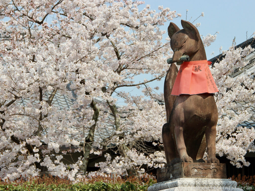 kyoto japan fox